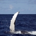whale_humpback_sb_h_3621_dom3724.jpg